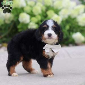 Cupcake, Mini Bernedoodle Puppy